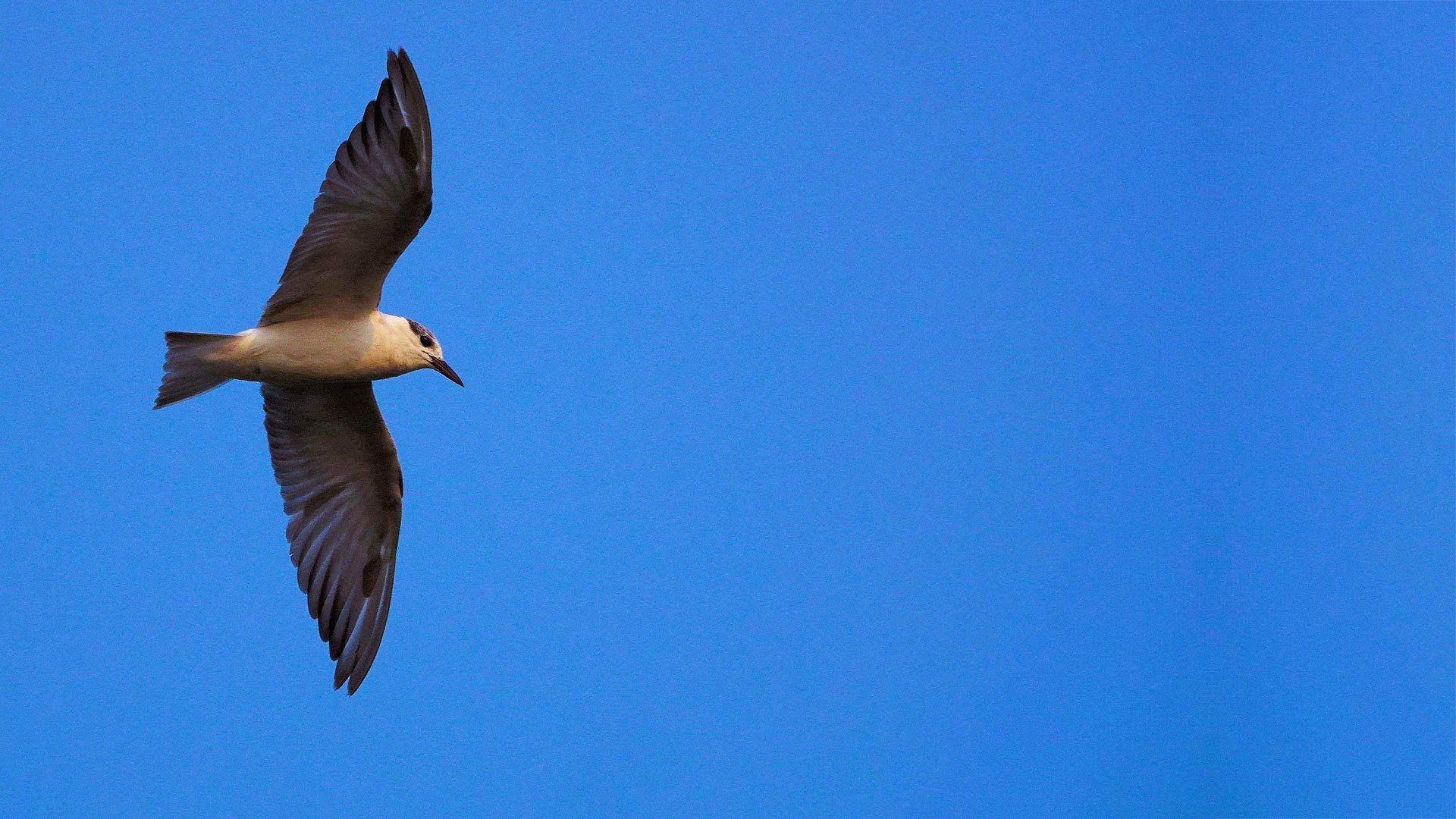 Flying bird by N. Shiva Kumar