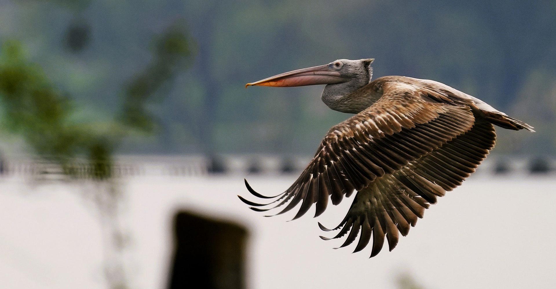Picture by N. Shiva Kumar