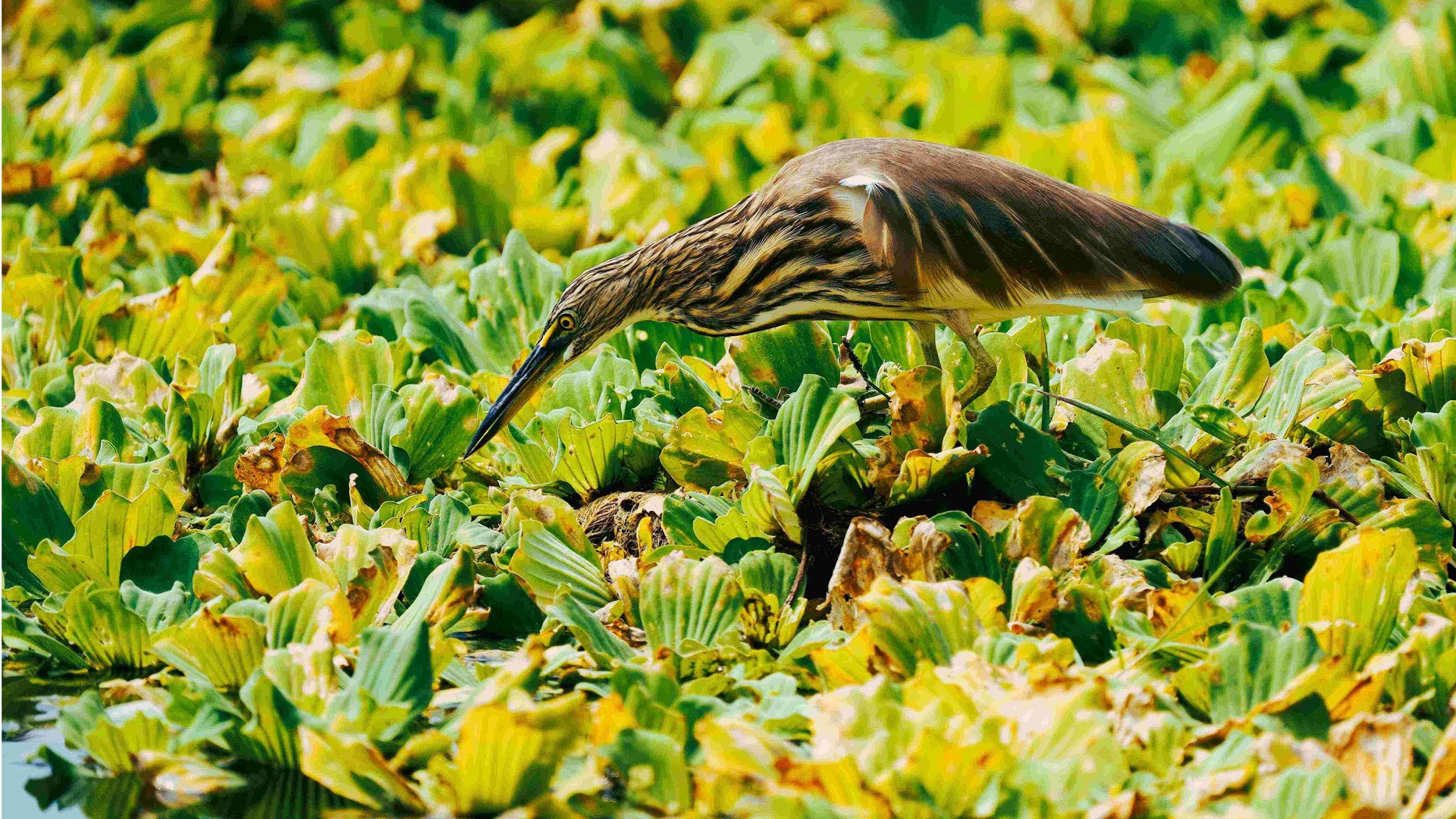 Bird picture clicked by N. Shiva Kumar