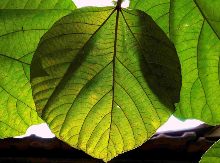Leaf Picture clicked by N. Shiva Kumar - small