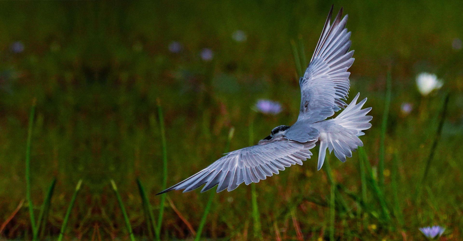 Picture by N. Shiva Kumar