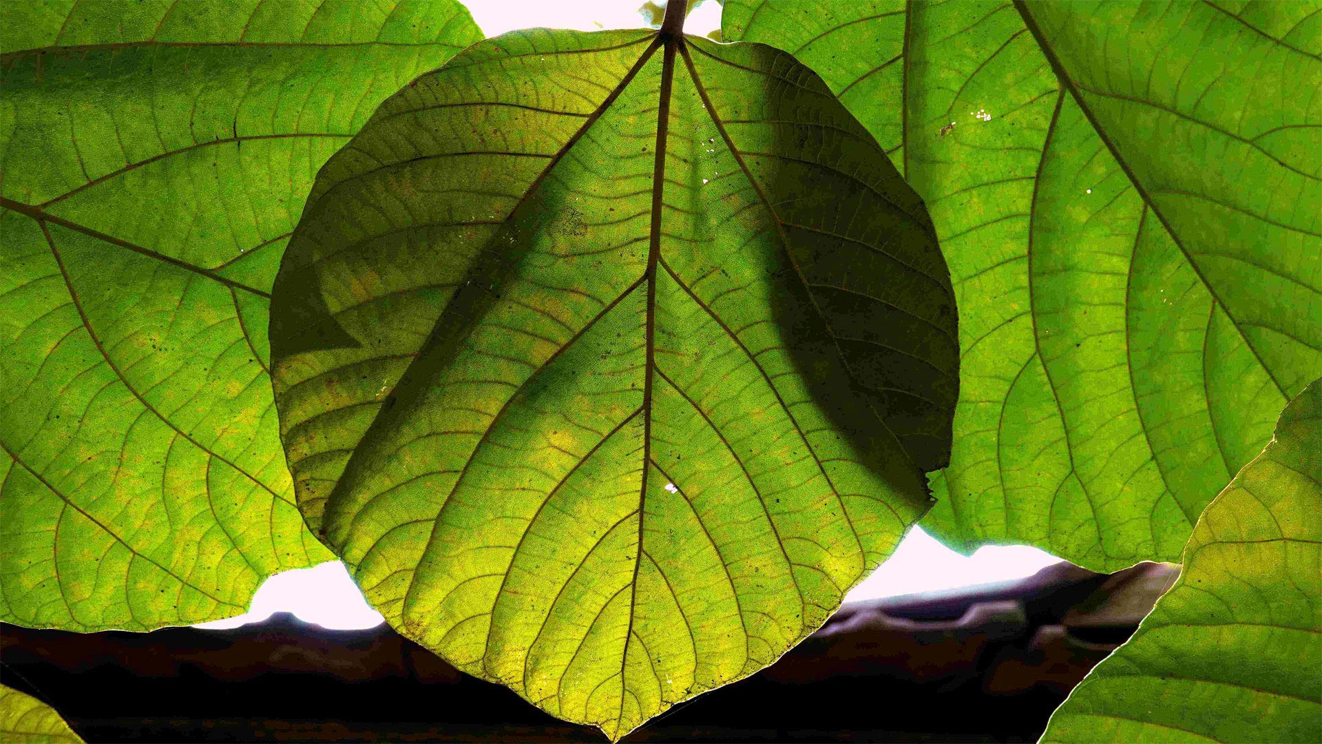 Leaf Picture clicked by N. Shiva Kumar