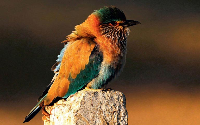 Bird picture by N. Shiva Kumar
