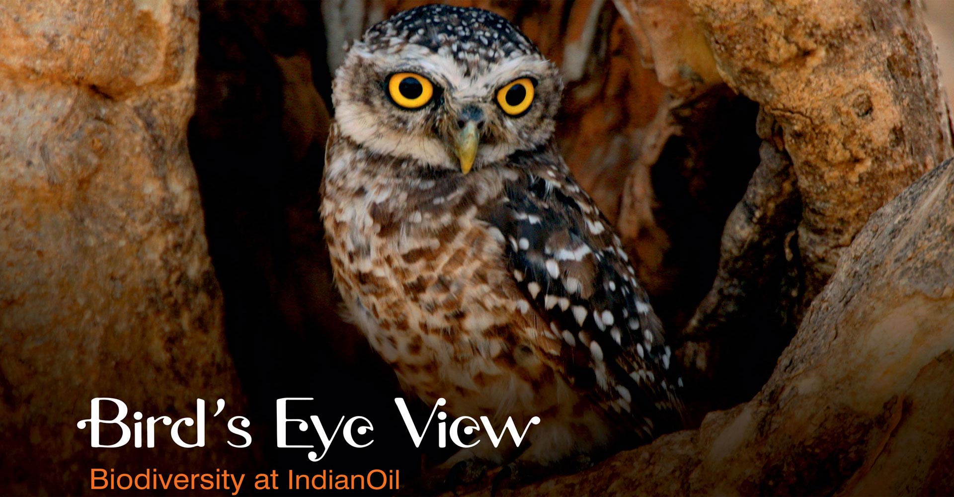 Bird Eye View :: Book by N. Shiva Kumar