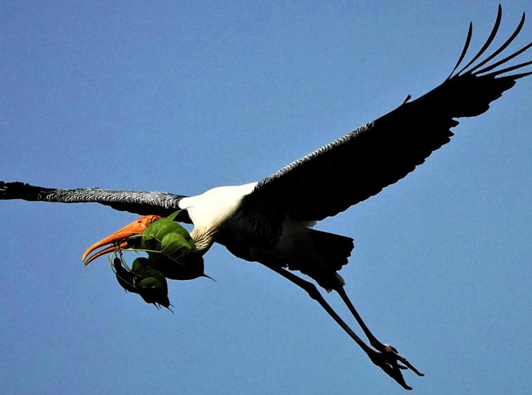 Flying Bird Picture clicked by N. Shiva Kumar - small