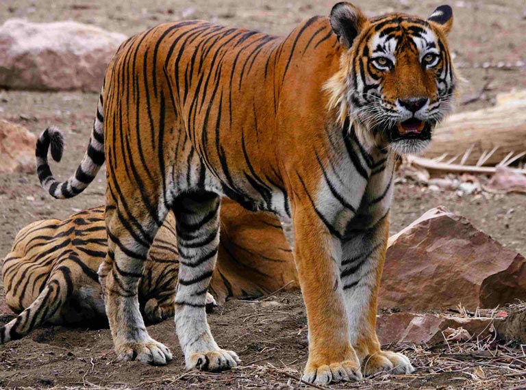 Tiger by N. Shiva Kumar - small