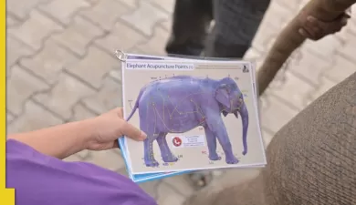 first elephant acupuncture treats baby elephant Bani