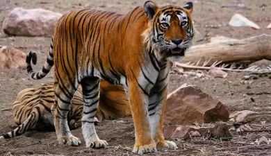 Tiger spotted at 6k feet in Almora