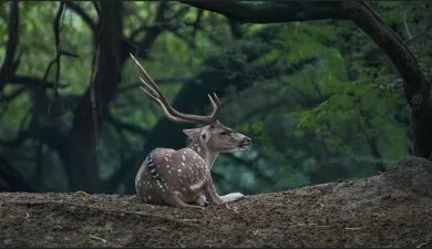 Three year old male deer