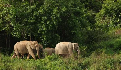 Wild Elephant