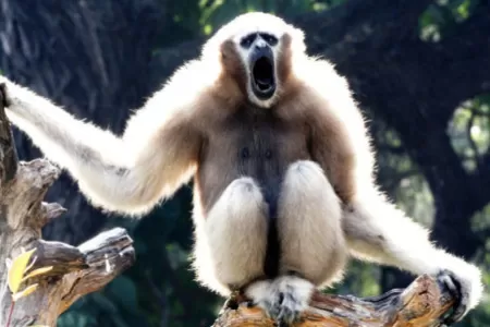 Namdhapa tropical rain forest in Arunchal Pradesh boasts such exotic wildlife as tiger, leopard and the rare hoolock gibbon, notes N. Shiva Kumar