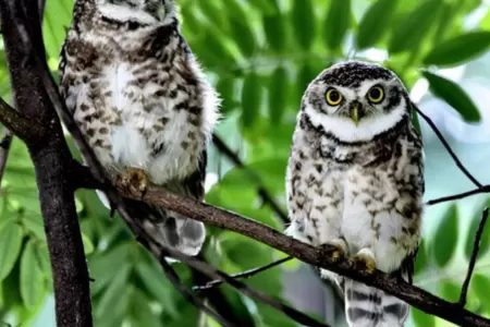 The poor little owl...