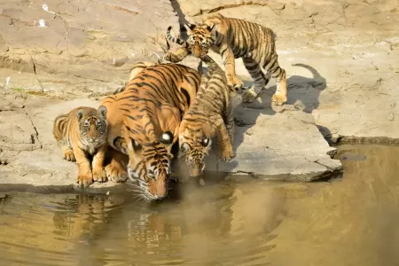 India's successful Project Tiger could do even better, say experts
