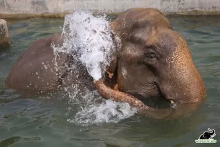 World elephant day: 'Over 2,600 elephants living in captivity in India'