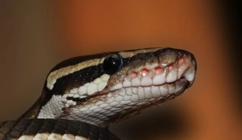 Watch: Cobra regurgitates seven chicken eggs after gobbling down eight