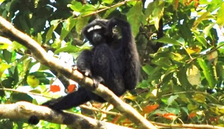 Assam foresters undergo training to protect hollock gibbons