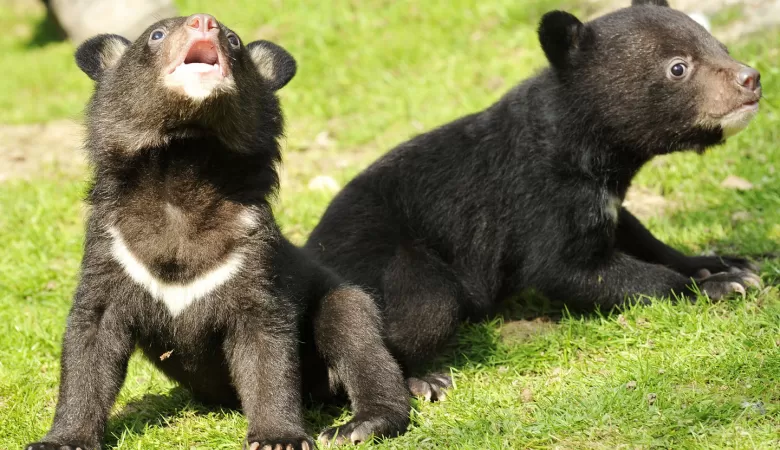 Tragedy Strikes: Asiatic Black Bear Cub Orphaned After Mother Killed by Poachers in Arunachal Pradesh