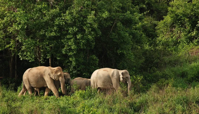 How wild elephants solve puzzles may help humans resolve wildlife conflicts