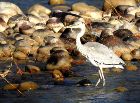 Grey Heron
