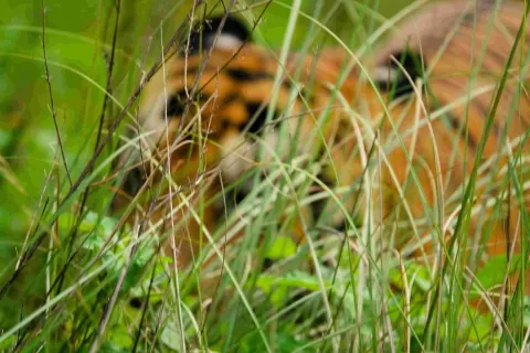 Tiger Tempts