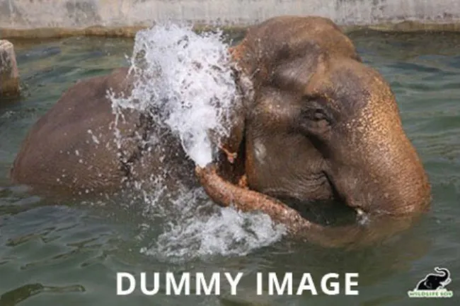Dummy Image