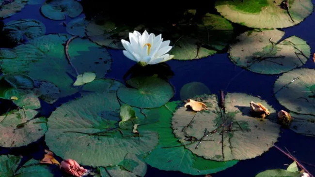 Water lily: Disappearing fast along with vanishing wetlands. Photos: N. Shiva Kumar 
