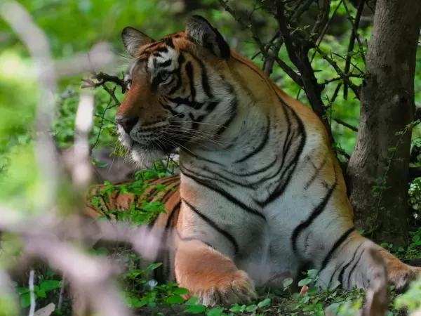 Tiger Tales