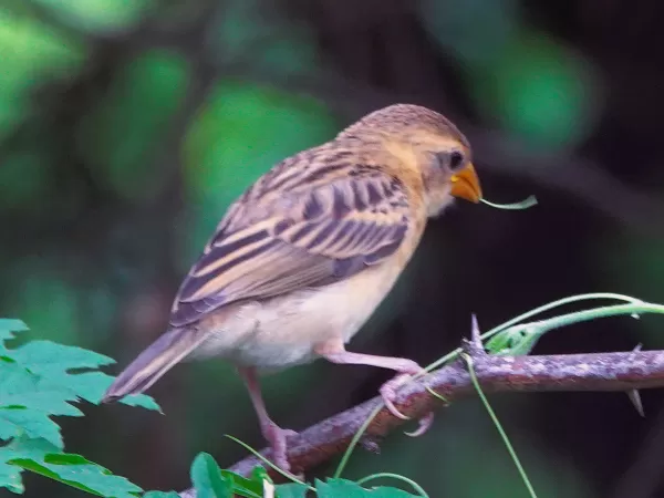 Baya bird feeding on tendrils