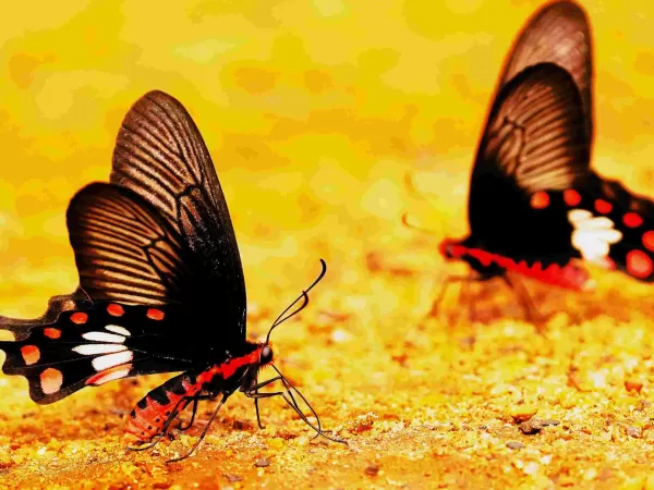 Mud Puddling