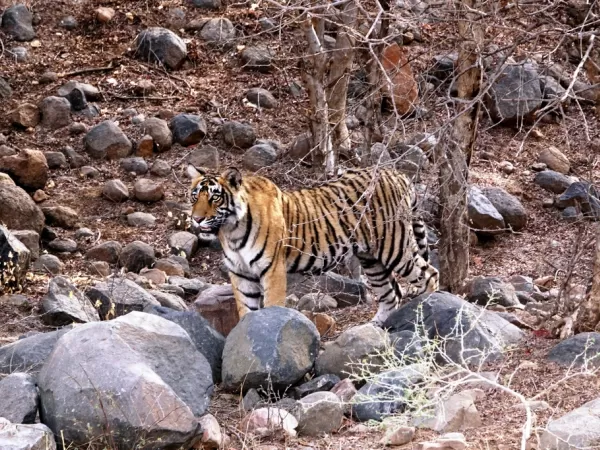 Son of Ladli Tiger