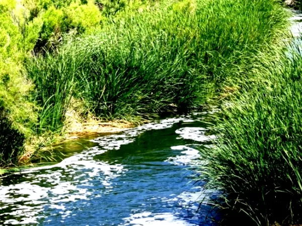 Lush Waterways