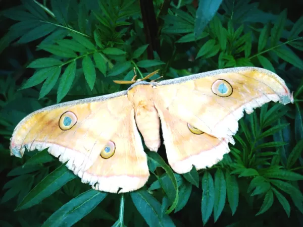 Tussar Silk Moth