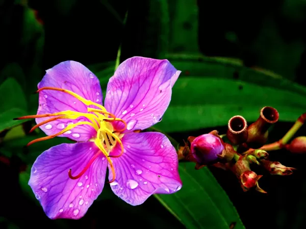 Wild Flower