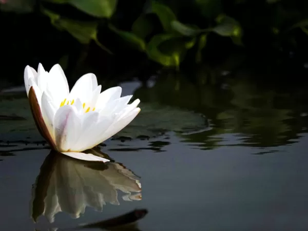 Lilly